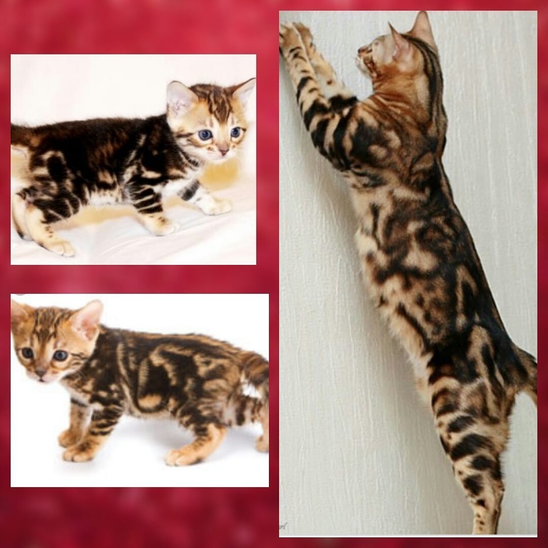 Бенгал мраморный золотой