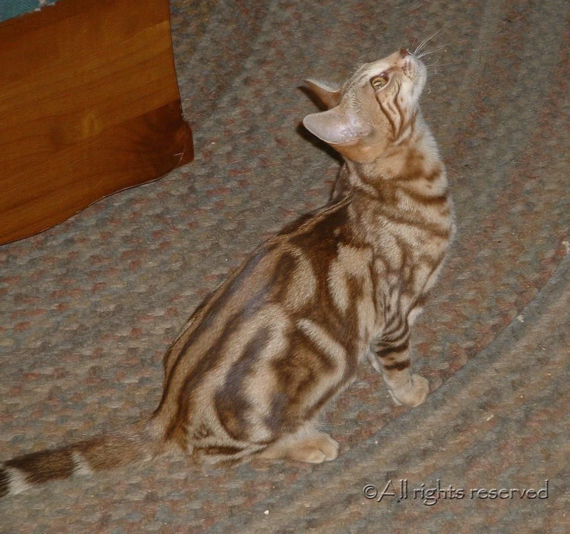 Бенгал мраморный табби