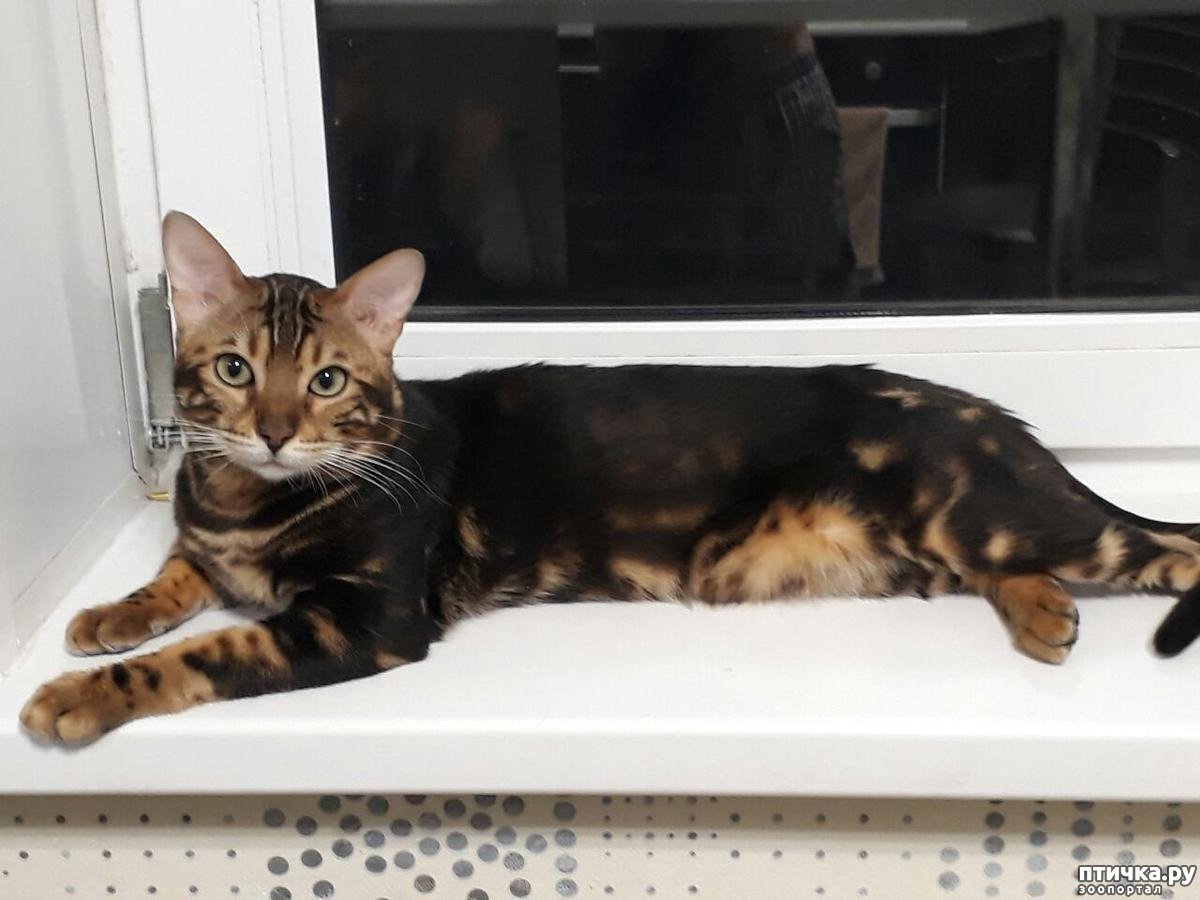 Бенгал черный мрамор