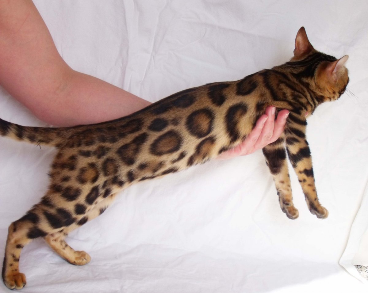 Питомник бенгальских кошек Elva