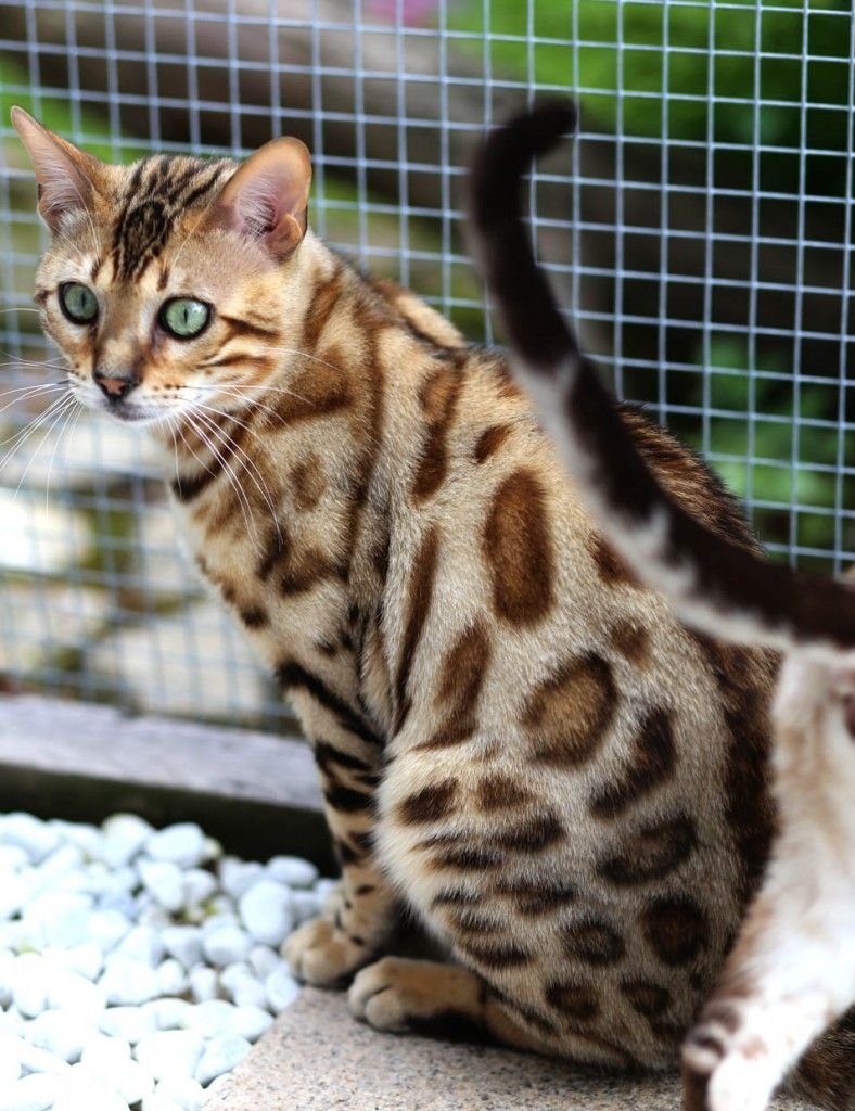 Бенгальская короткошерстная кошка
