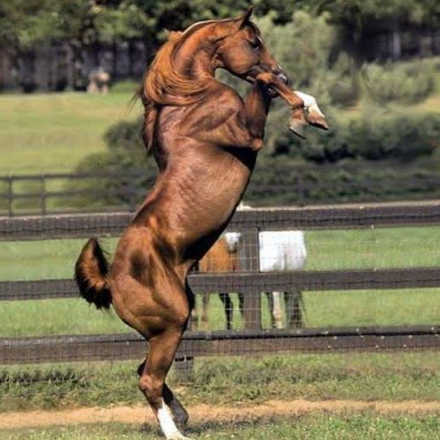 Конь на дыбах