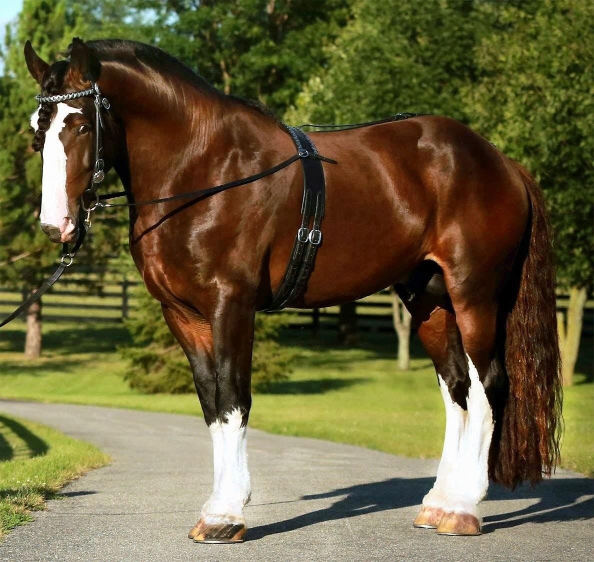 Караковый Шайр