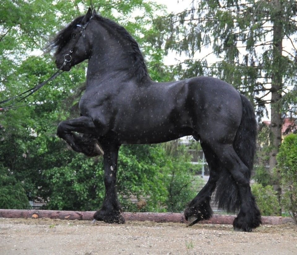 Шайр тяжеловоз вороной