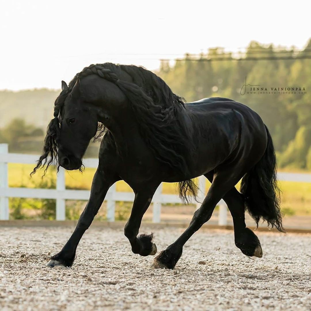 Лошадь черный принц