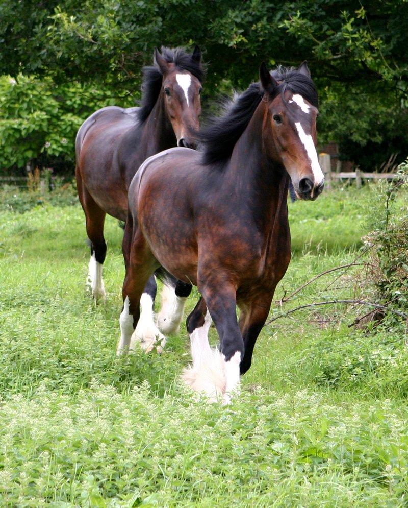 Конь тяжеловоз Шайр
