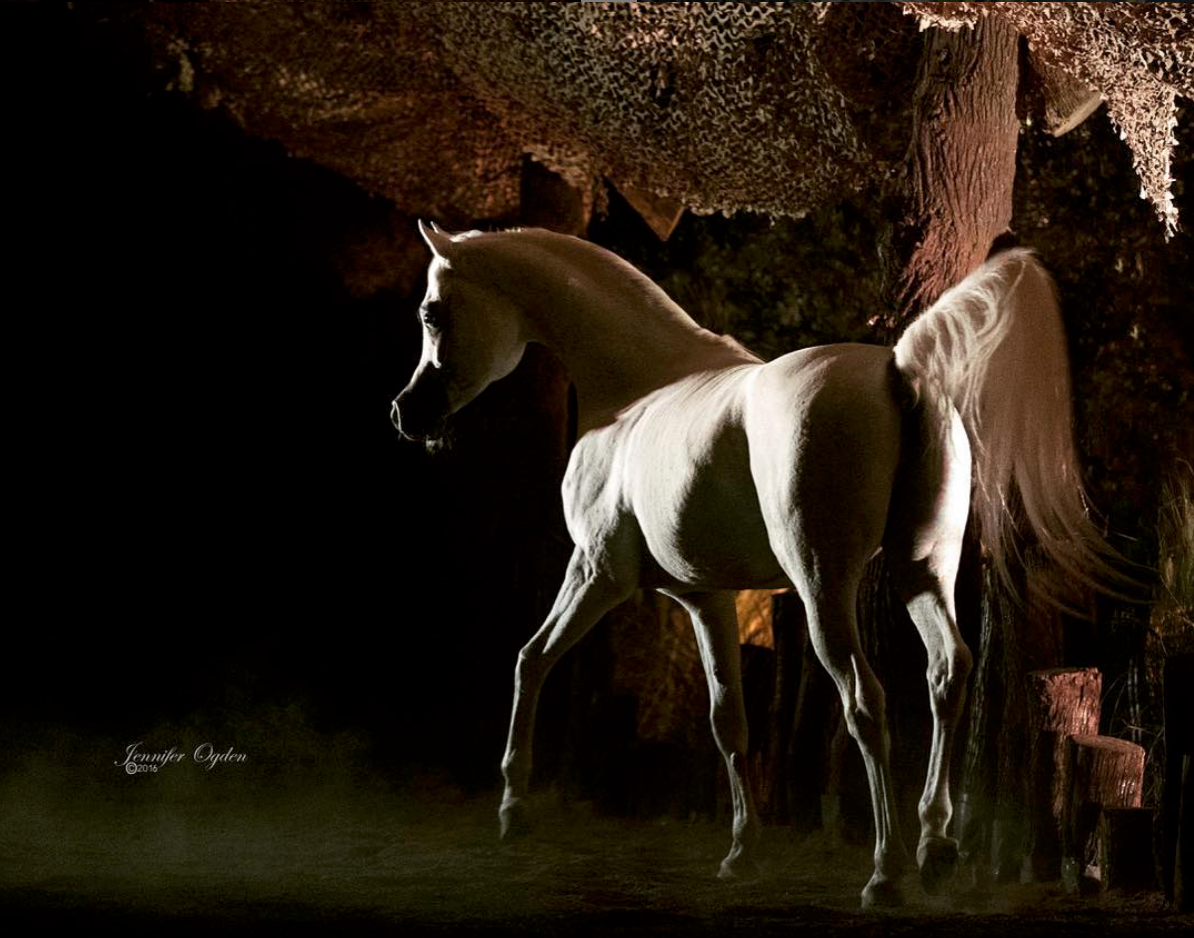 Крик лошади