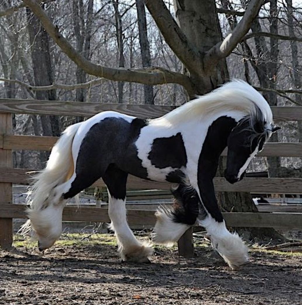 Пегий Шайр лошадь