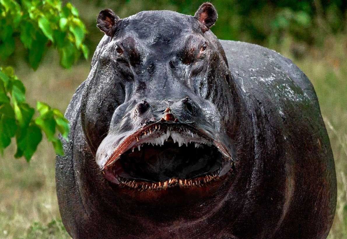 Животные Африки Бегемот