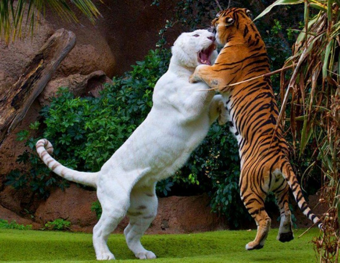 Лигр Аполлон