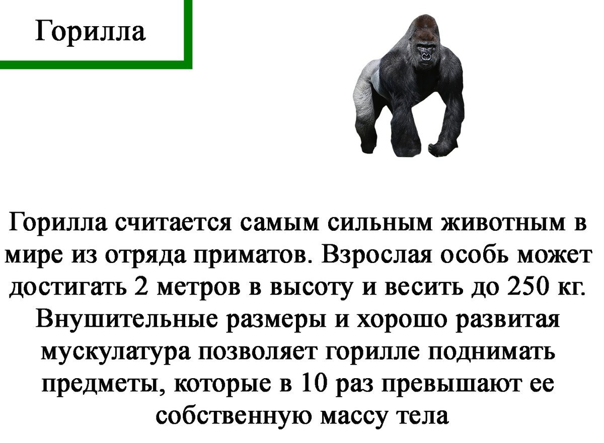 Самое сильное существо в мире