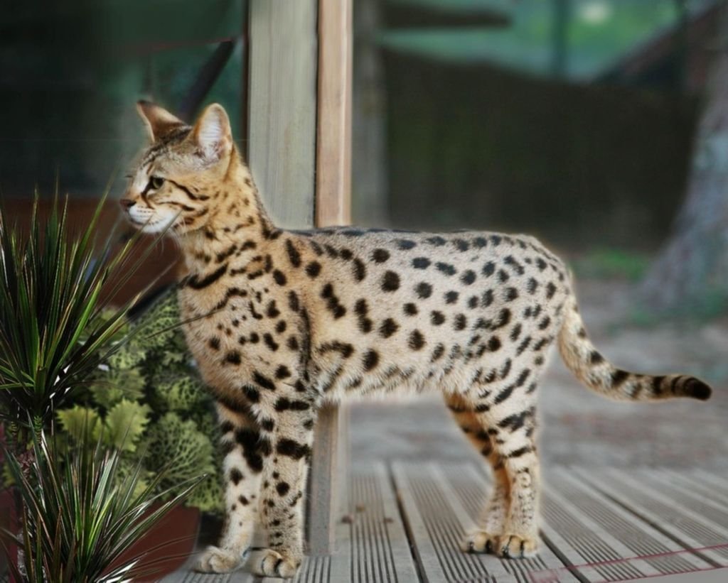 Сервал Ашера Саванна