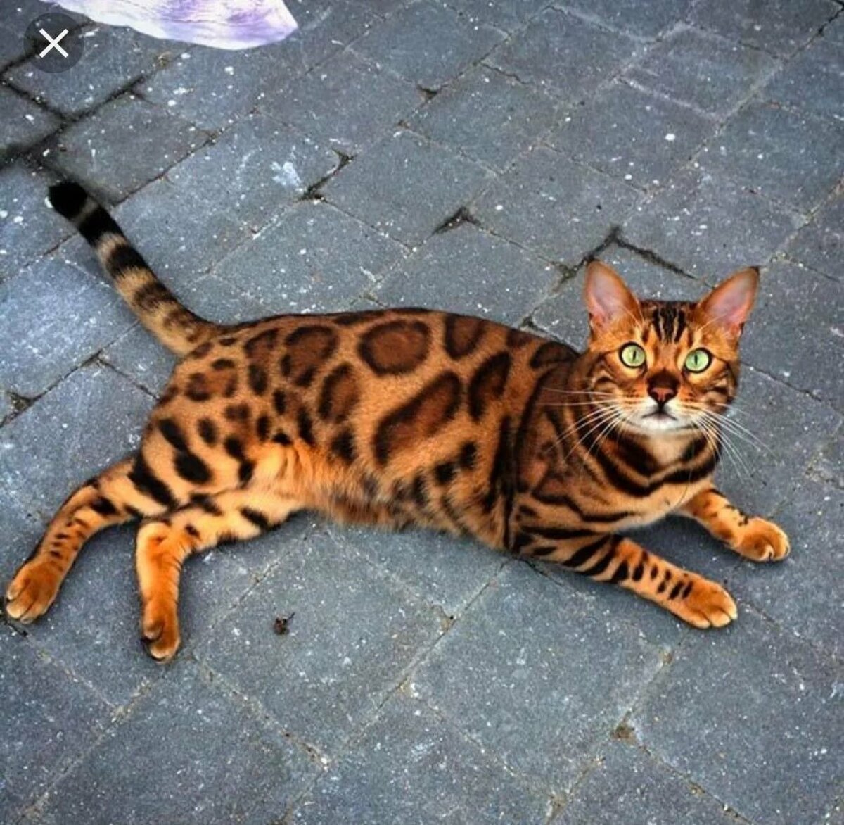 Бенгальский кот