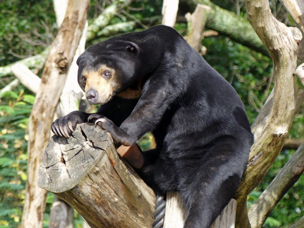Малайский медведь