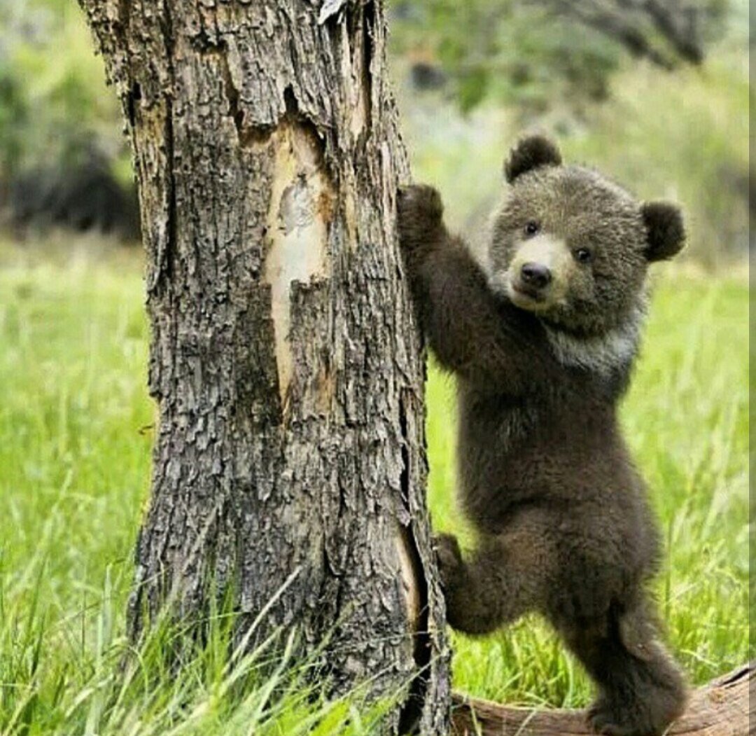 Красивый Медвежонок