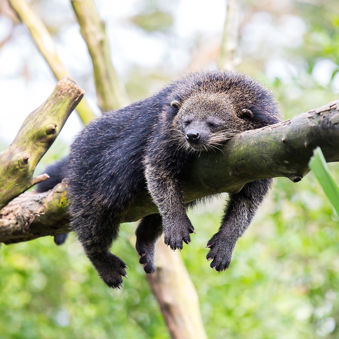 Бинтуронг злой