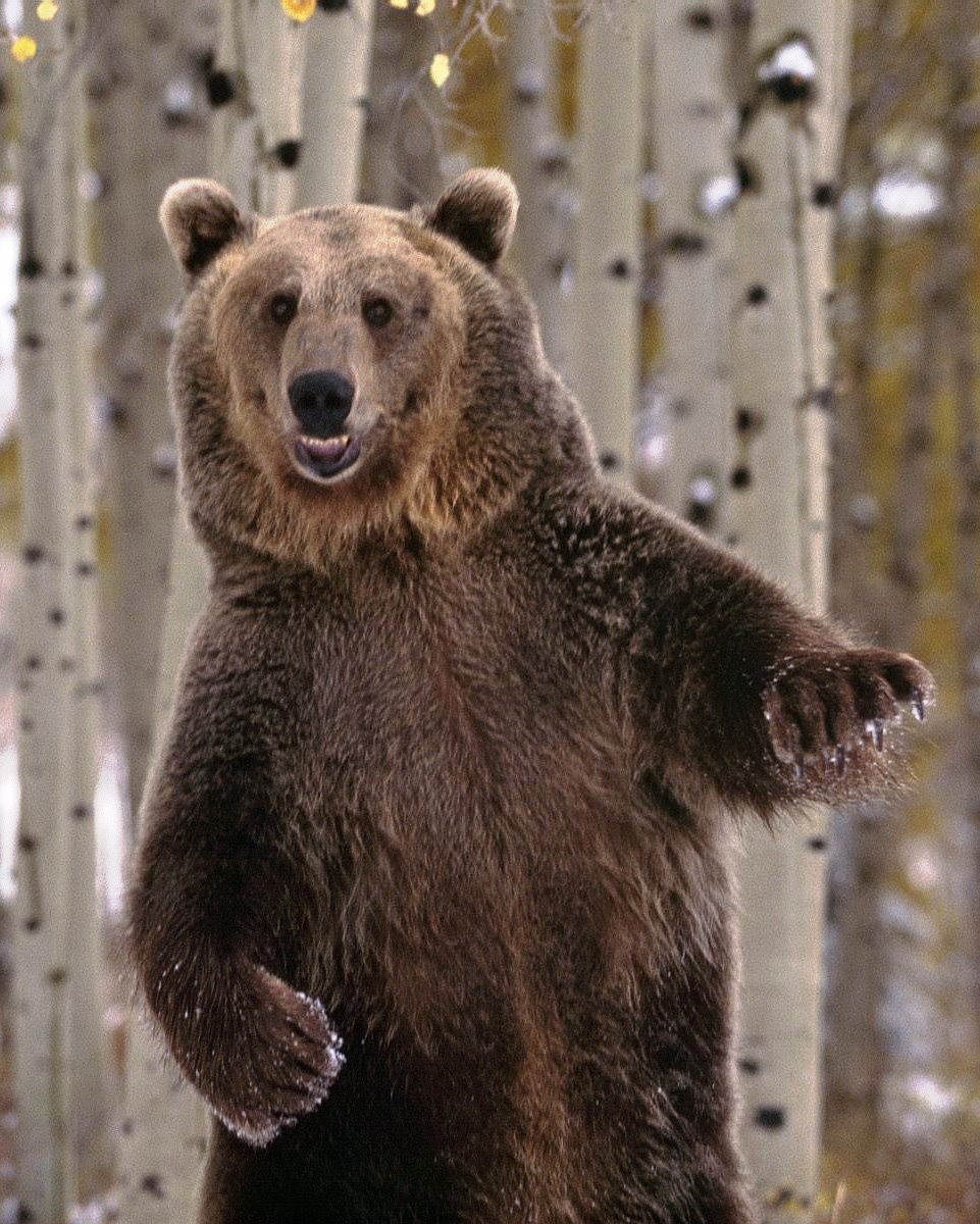 Медведь улыбается