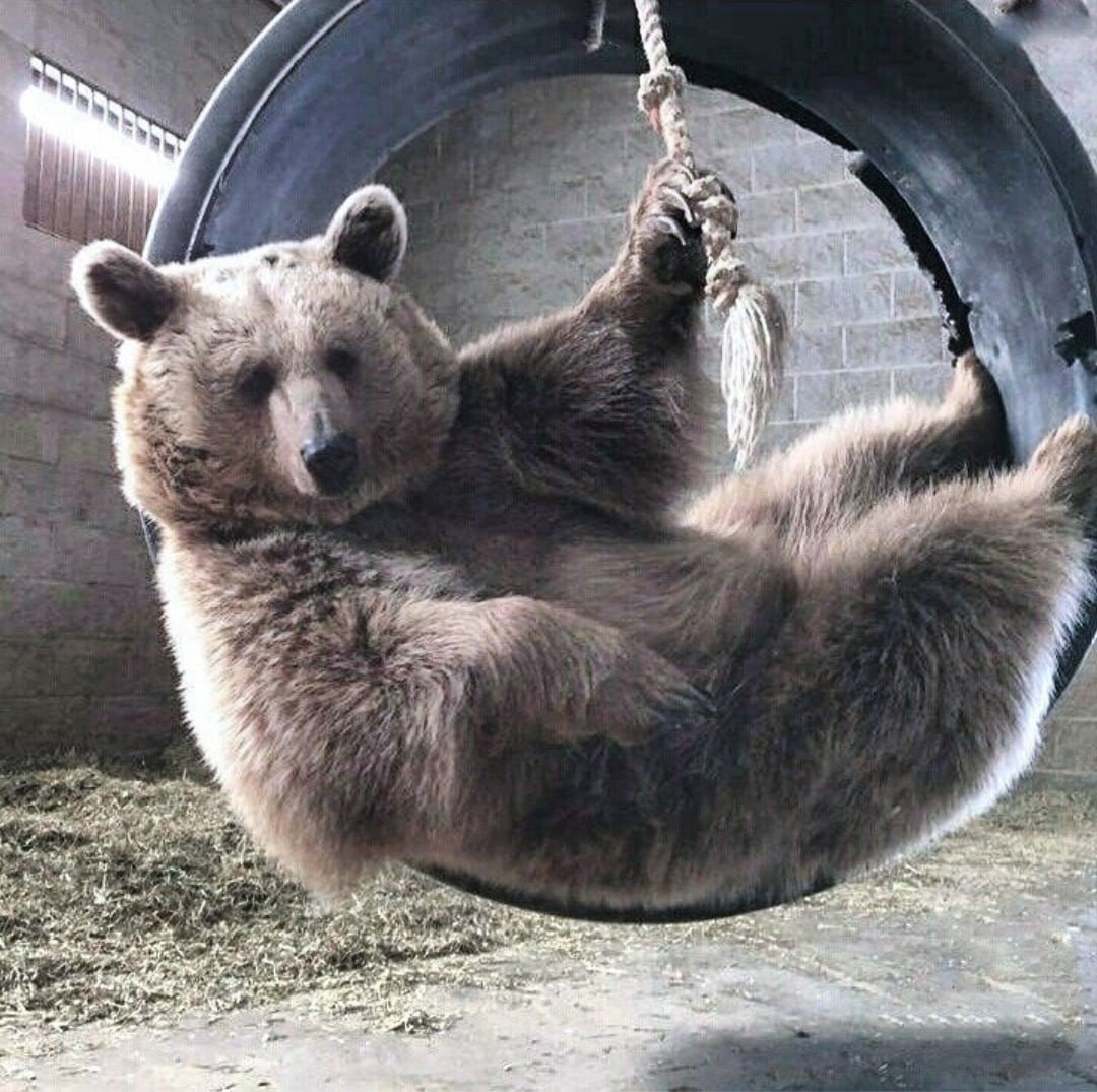 Смешной Медвежонок