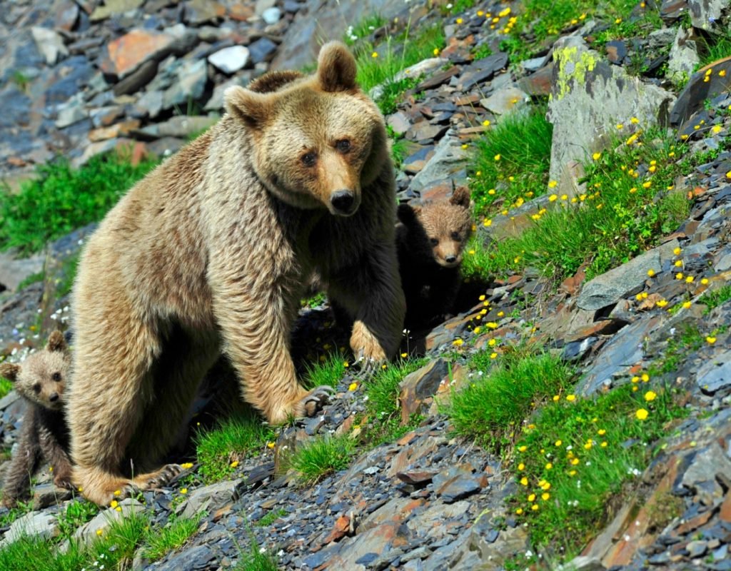 Фото медведя в хорошем качестве