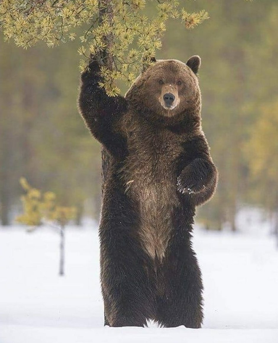 Медведь Гризли