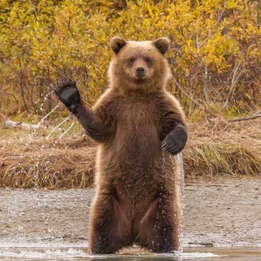 Мишка машет лапой