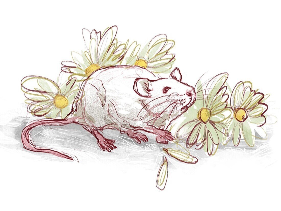 Чарли Гордон цветы для Элджернона арт