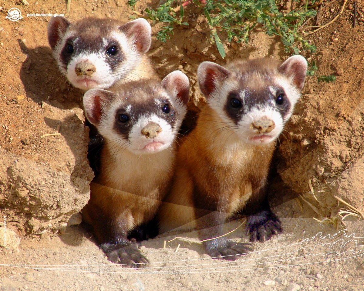 Американский черноногий хорек