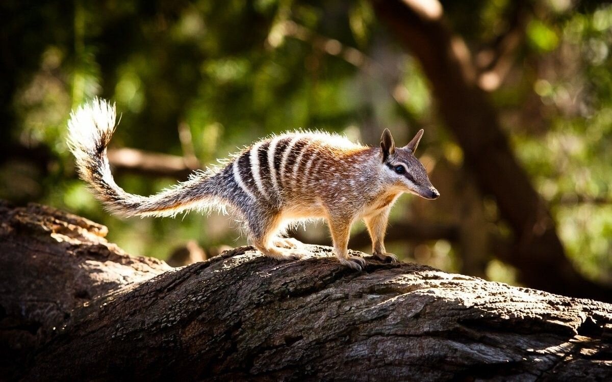 Сумчатый намбат