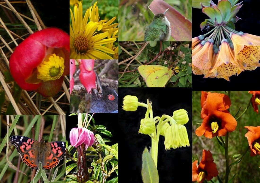 Представители Флоры и фауны