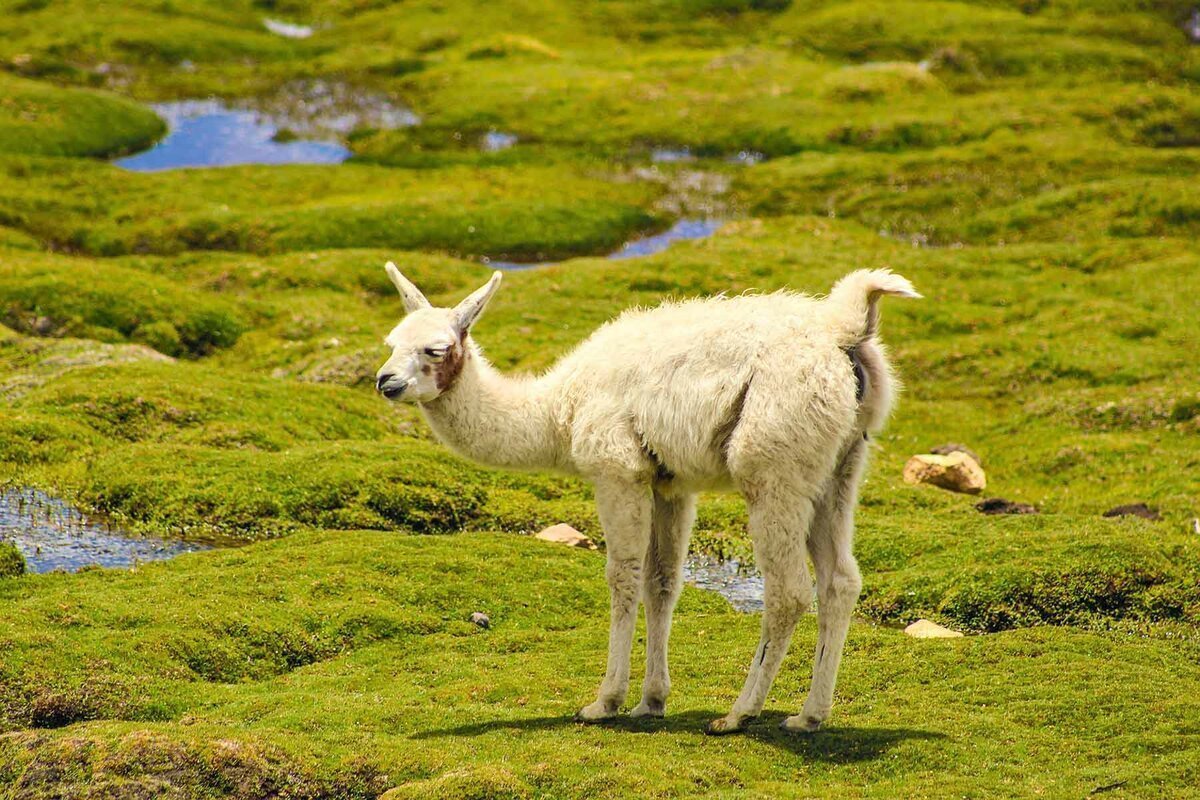 Викунья млекопитающие Южной Америки