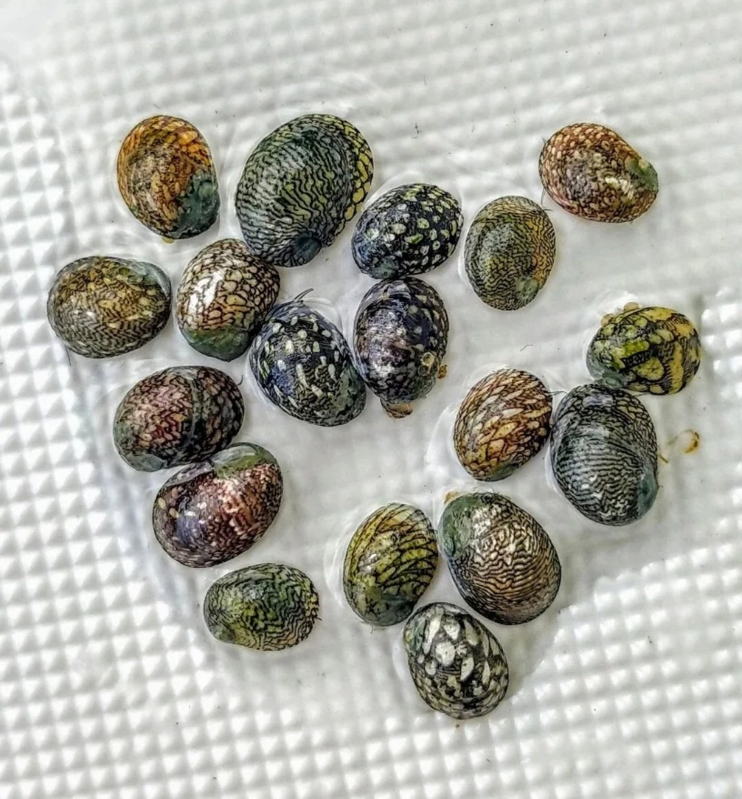 Теодоксус астраханикус