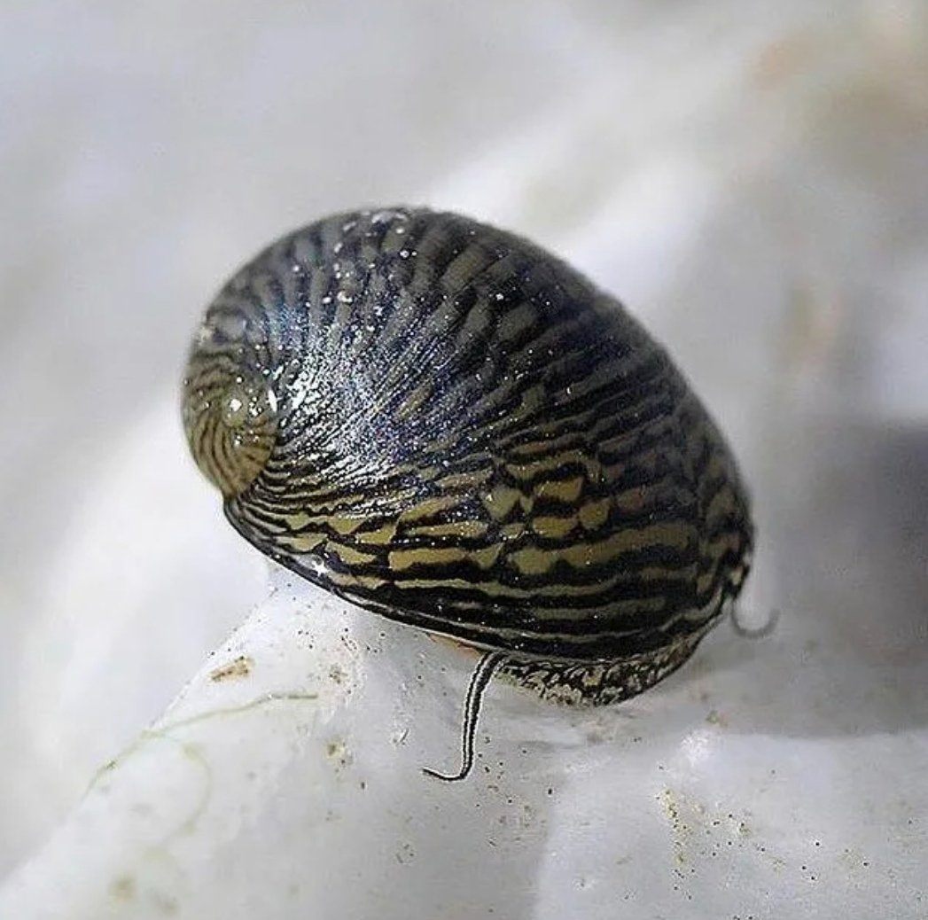 Теодоксус флувиатилис