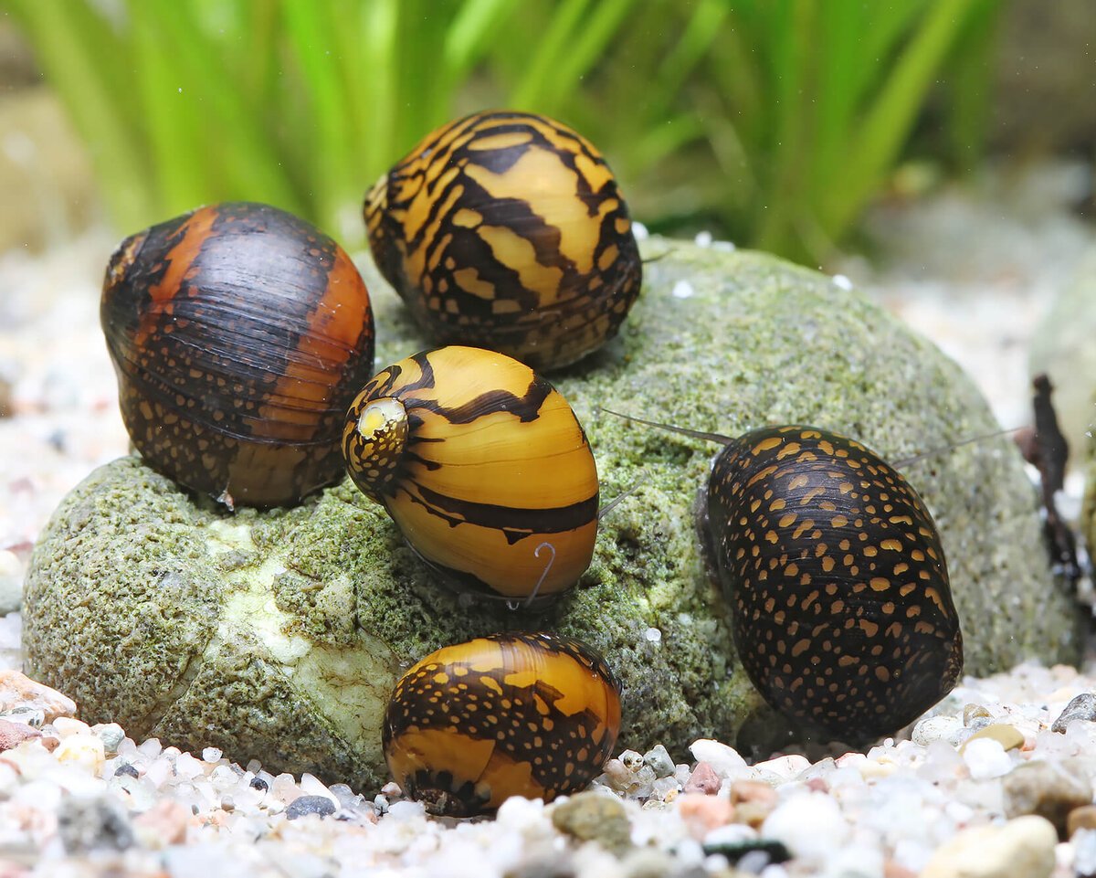 Неретина рогатая