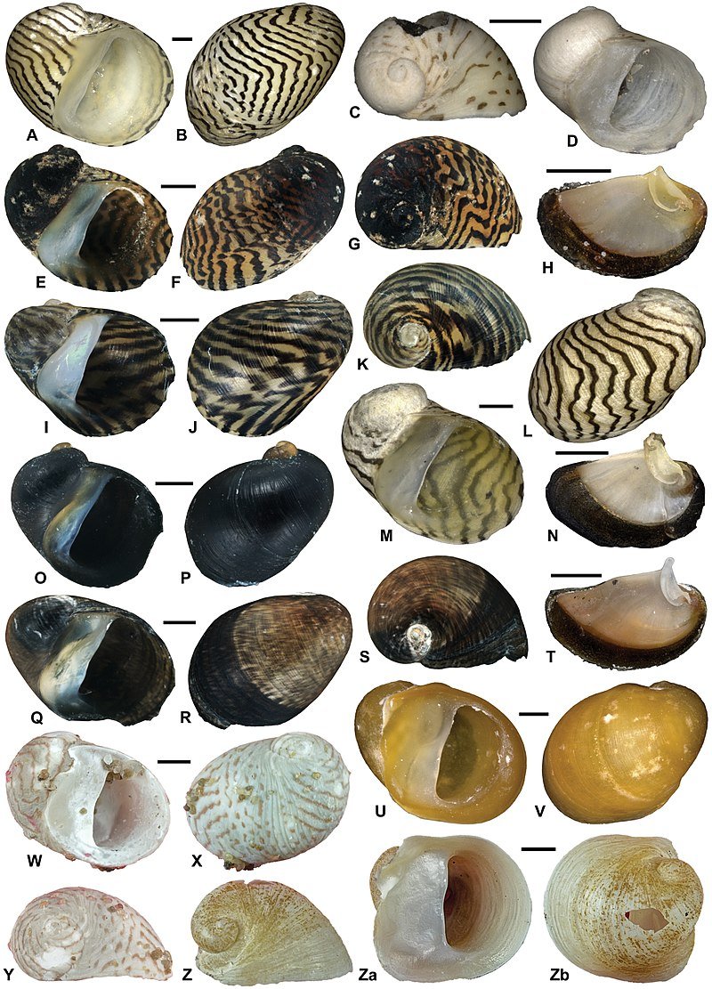 Theodoxus astrachanicus