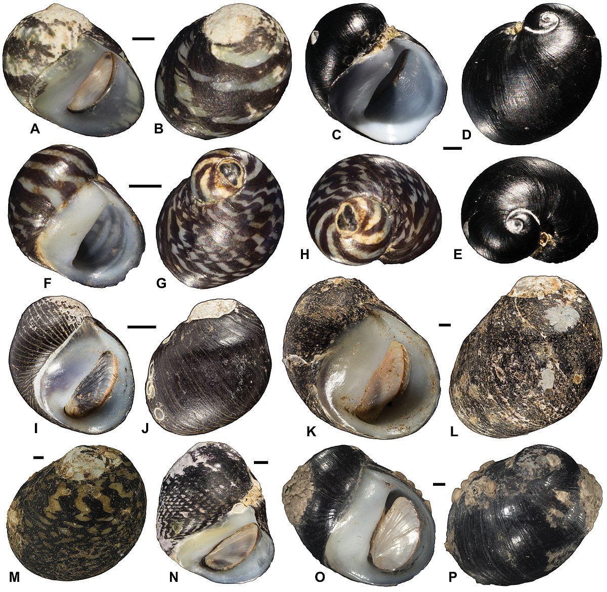 Улитка Речная теодоксус