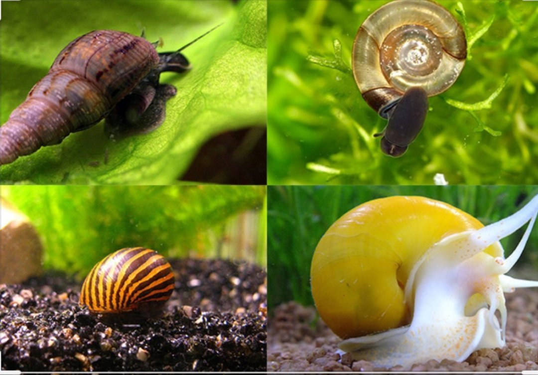 Улитка Голиаф аквариумная