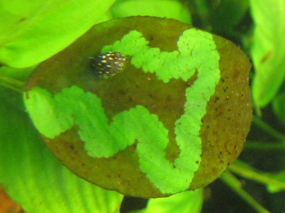 Аквариумные улитки Теодоксусы