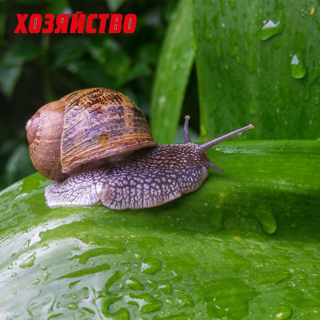 СЛИЗНЯК И улитка из ЭПИК