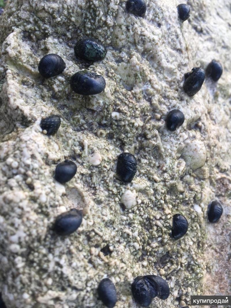 Теодоксус астраханикус