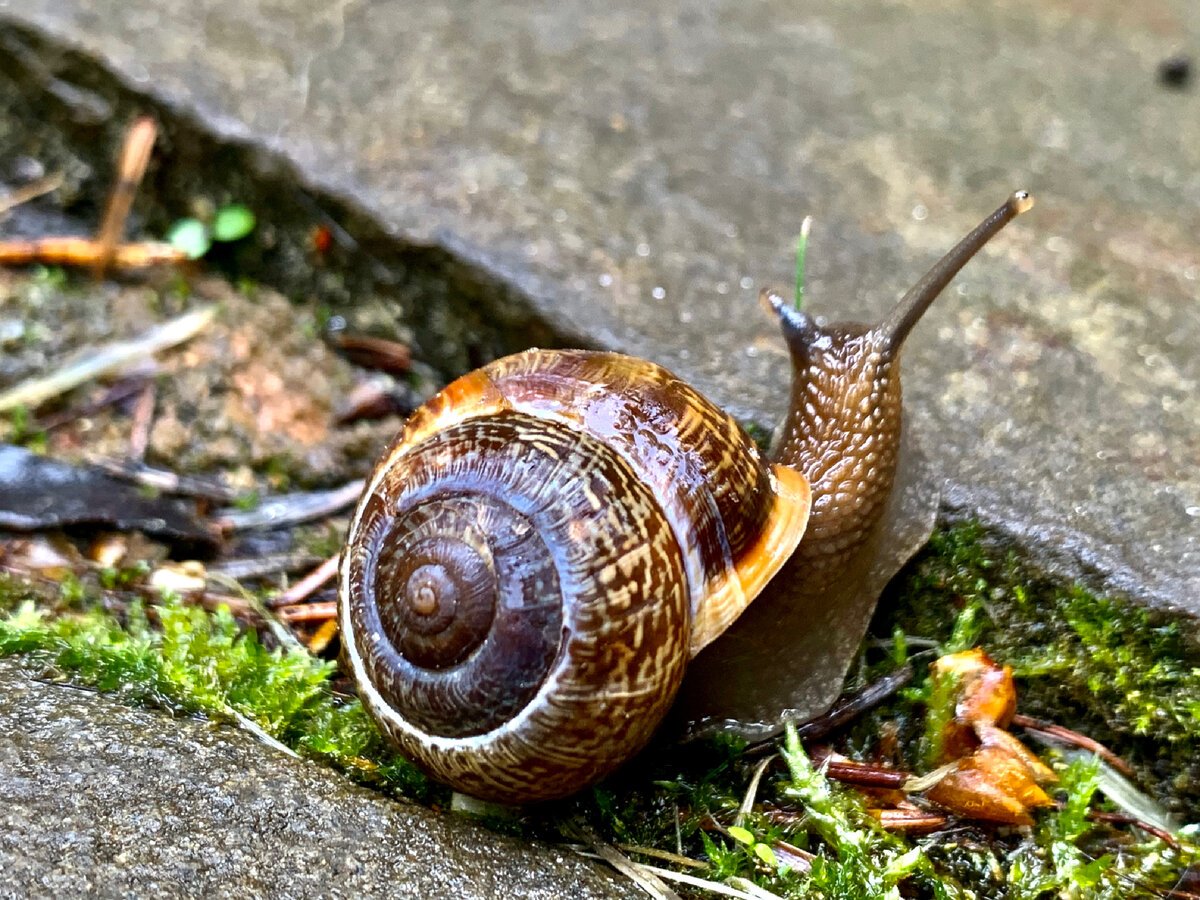 Брюхоногая улитка