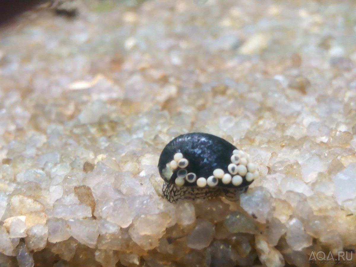 Теодоксус улитка икра