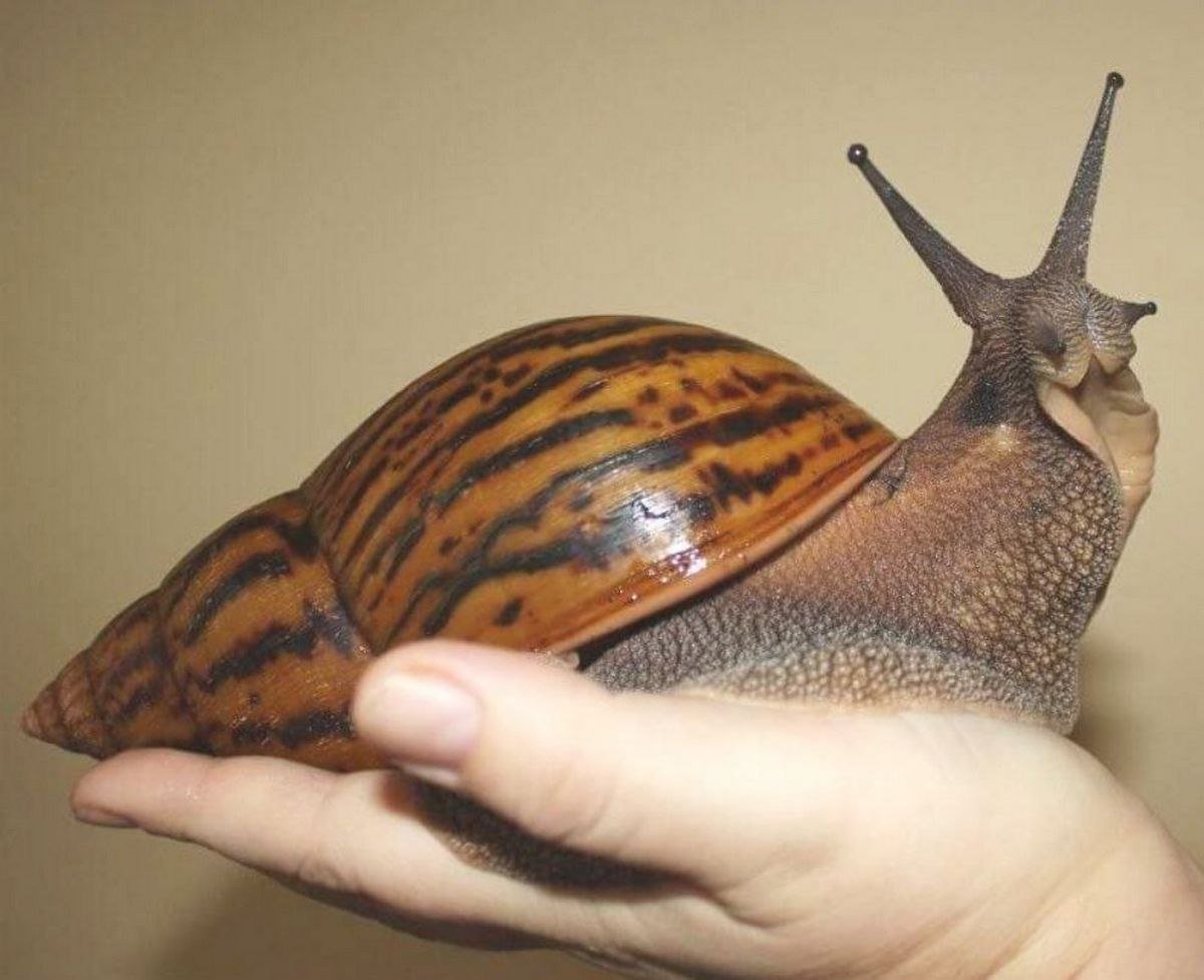 Африканская улитка ахатина