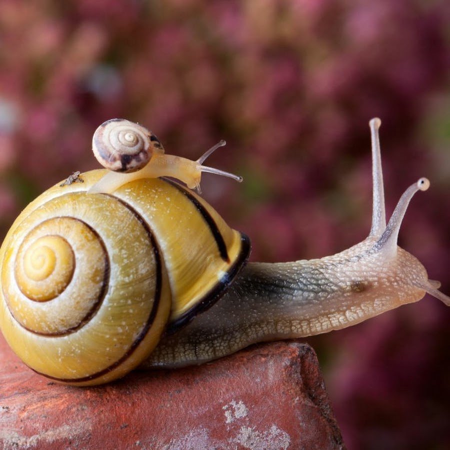 Красивые улитки