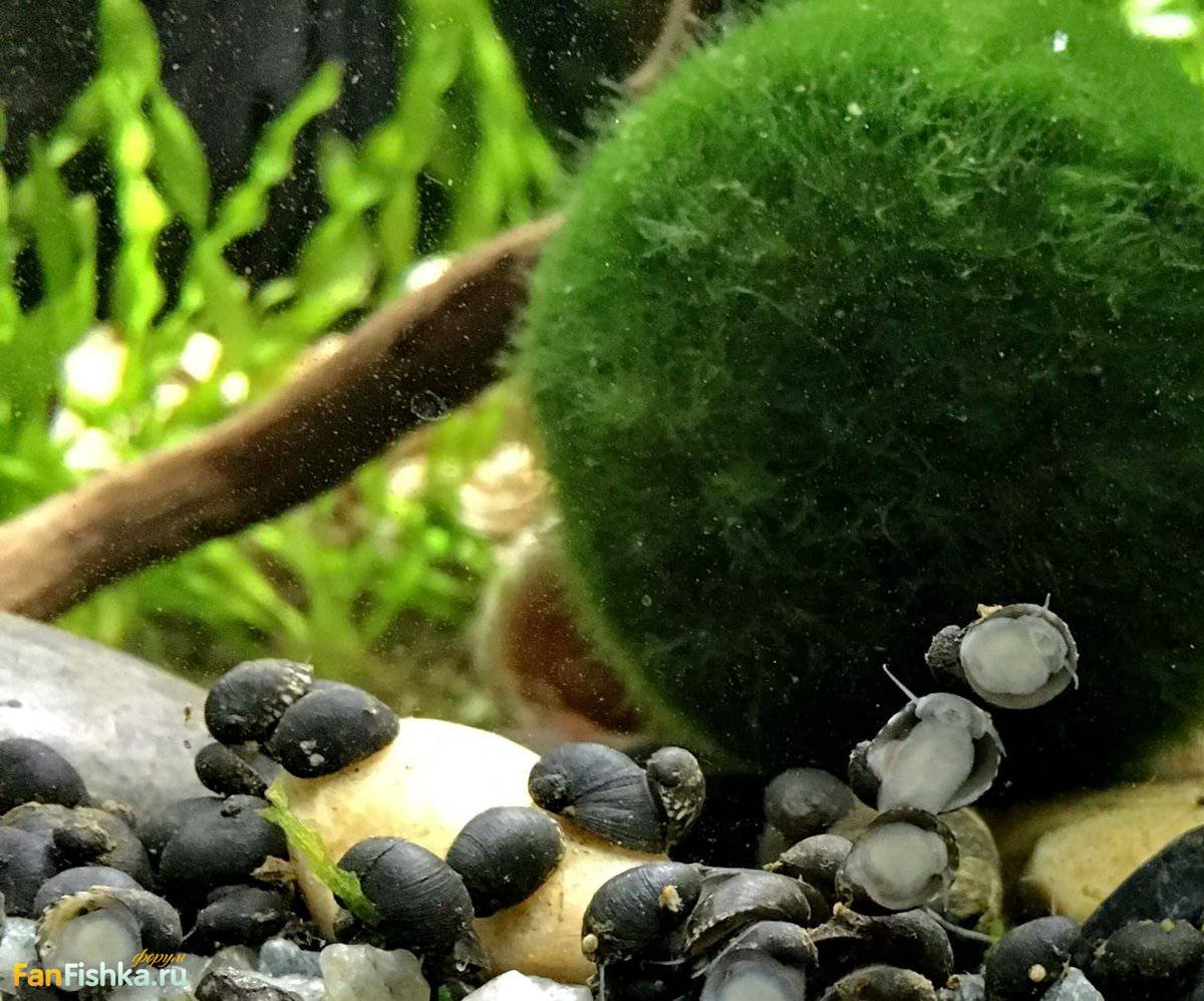 Теодоксус улитка икра