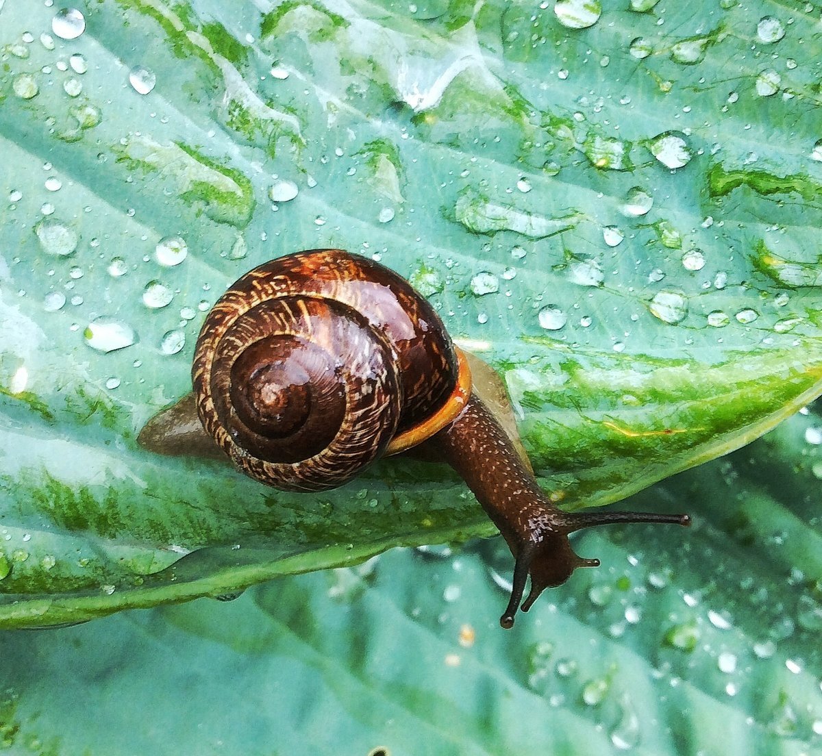 Улитка в воде
