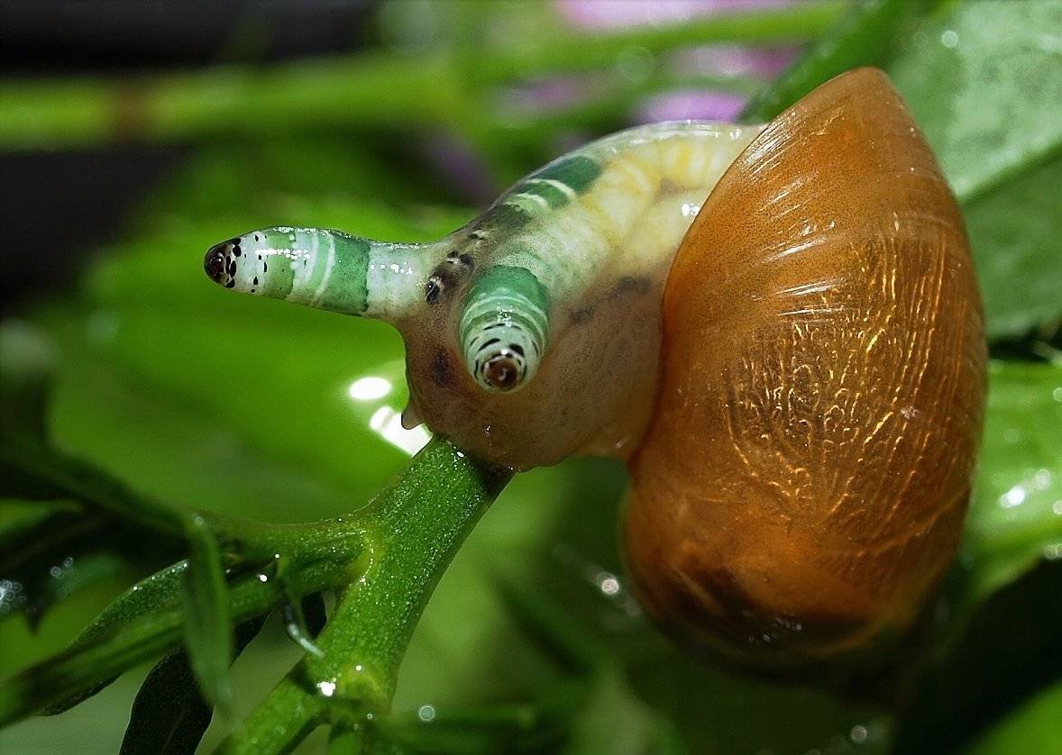 Янтарка улитка паразит