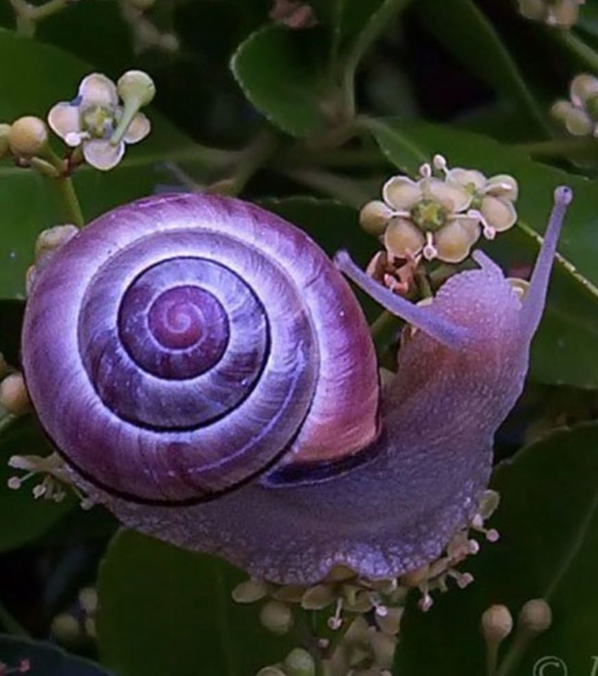 Улитка Rhinocochlis nasuta.