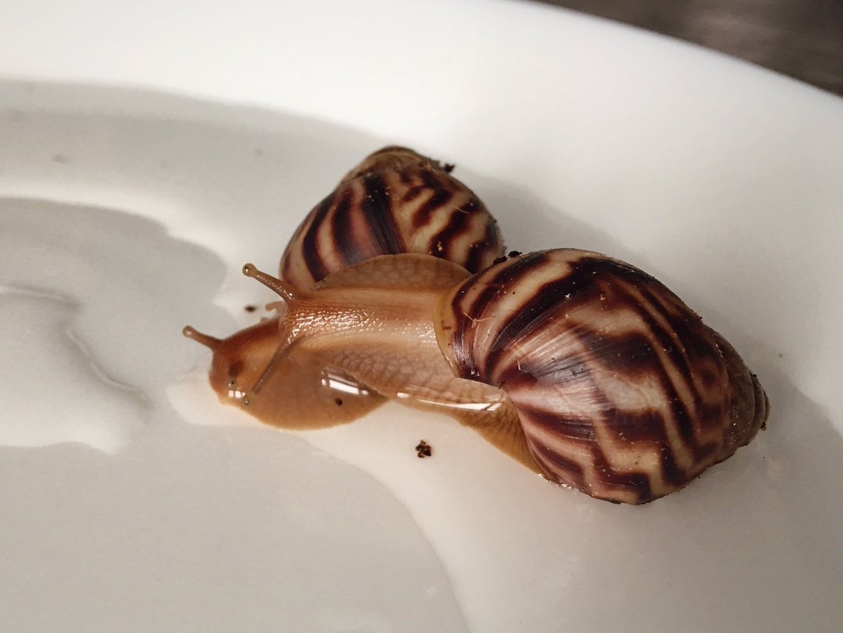 Теодоксус флувиатилис