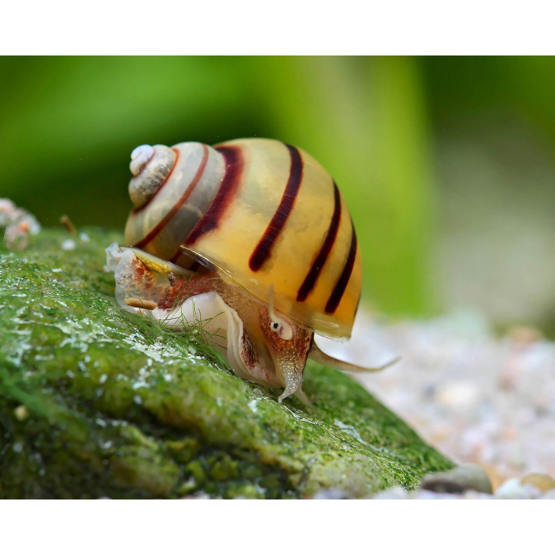 Аквариумная улитка Неретина