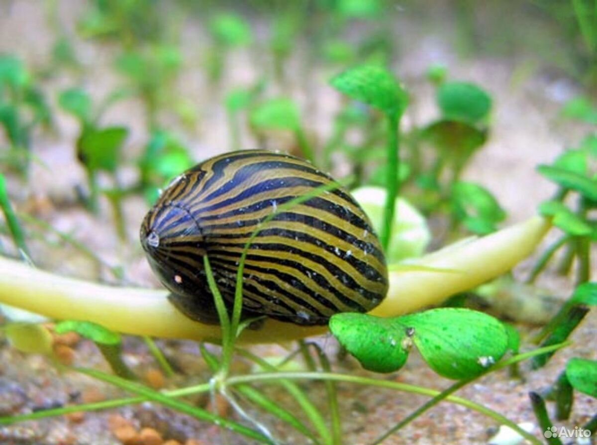 Улитка Неретина Зебра